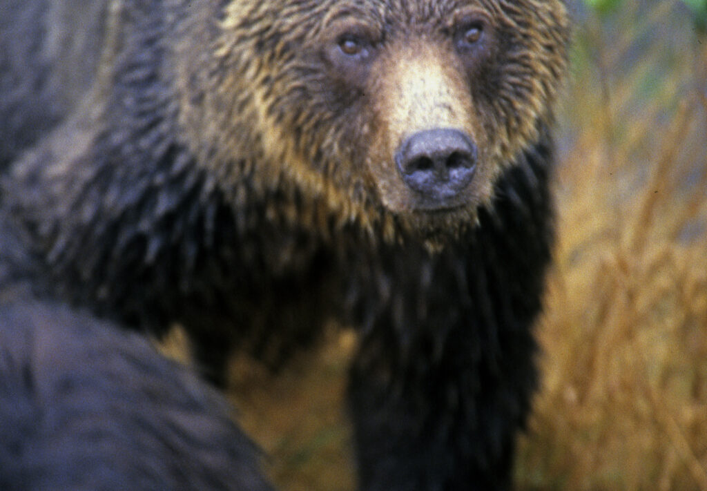 How Bear Feed Fish to the Rainforest – ROBERT SEMENIUK